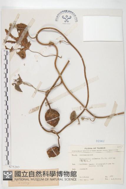 大萼旋花藏品圖，第1張