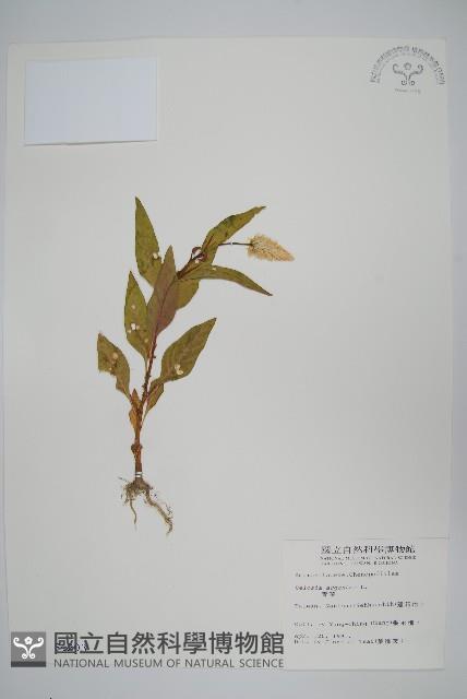 青葙藏品圖，第1張