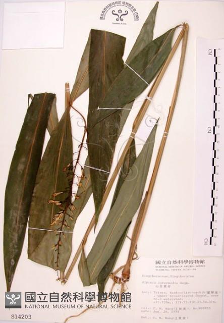 山月桃藏品圖，第1張