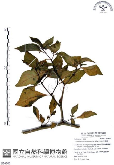 龍珠藏品圖，第1張