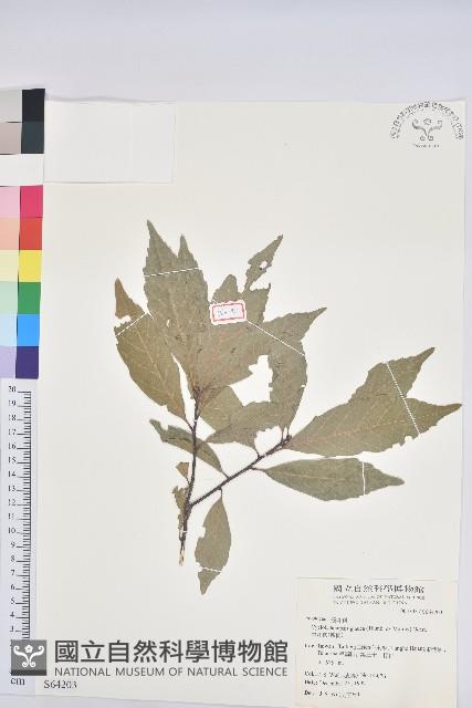 青剛櫟、鐵椆藏品圖，第1張