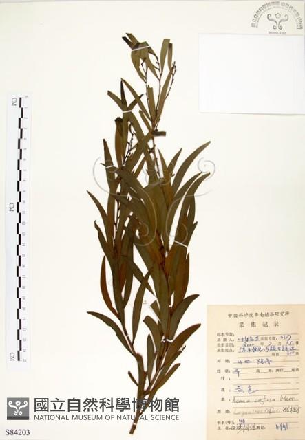 相思樹藏品圖，第1張
