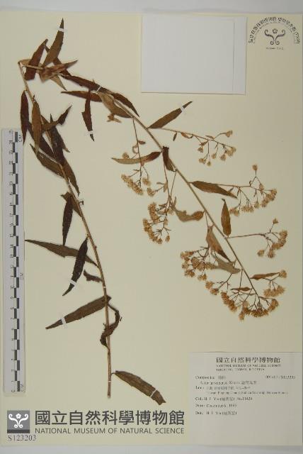 臺灣馬蘭藏品圖，第1張