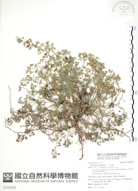 三葉木藍藏品圖，第1張