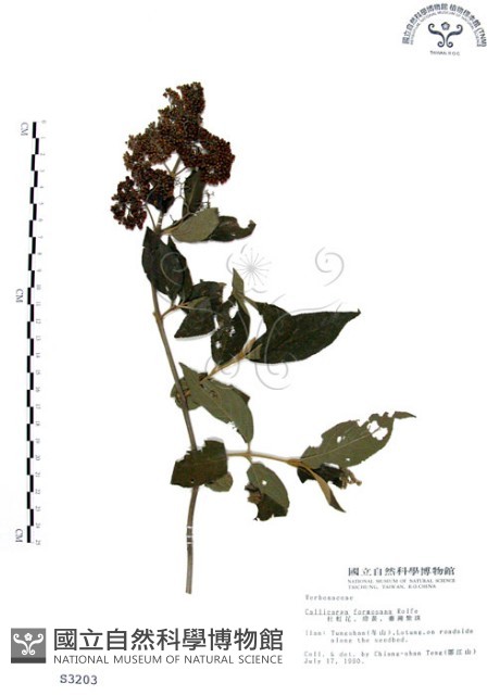 杜虹花，台灣紫珠藏品圖，第1張