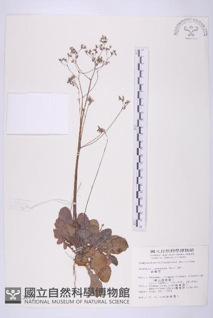 黃鵪菜藏品圖，第1張