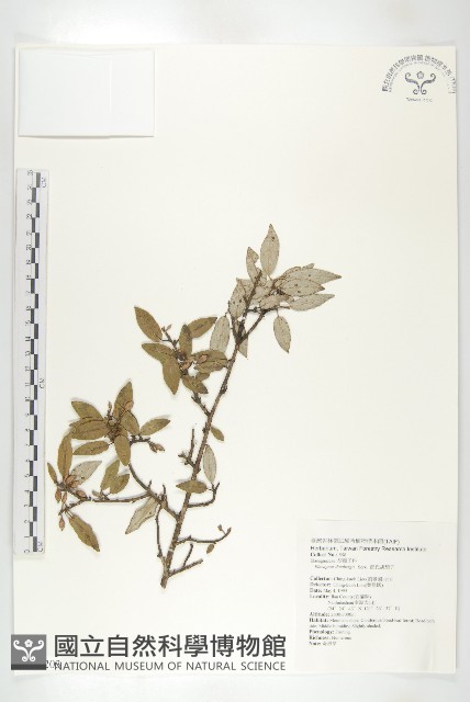 鄧氏胡頹子藏品圖，第1張