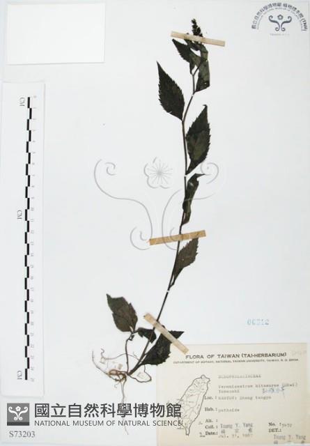 高山腹水草藏品圖，第1張