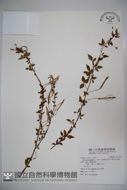 平伏莖白花菜、成功白花菜藏品圖，第1張