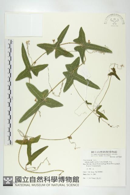 茅瓜藏品圖，第1張