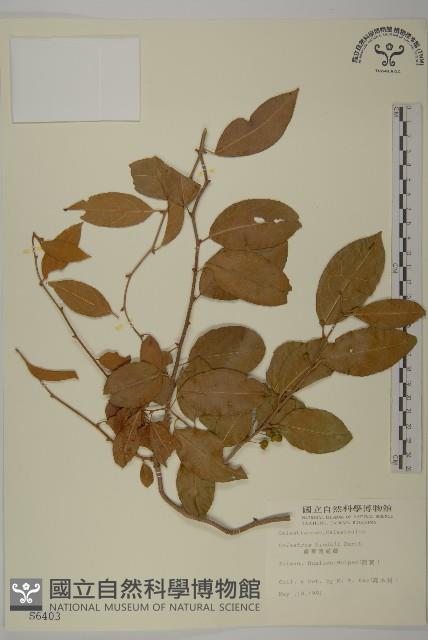 Chinese bitter sweet Collection Image, Figure 1, Total 2 Figures