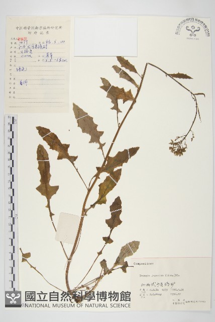 黃鵪菜藏品圖，第1張
