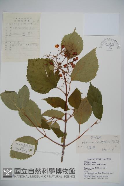 樺葉莢迷、玉山莢迷藏品圖，第1張