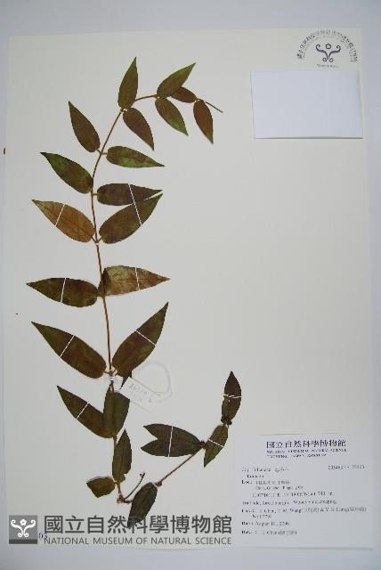 登錄號:S122403藏品圖，第1張