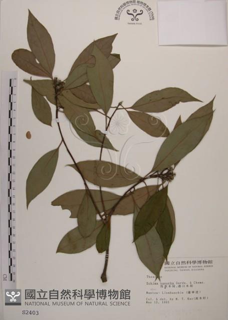 木荷藏品圖，第1張