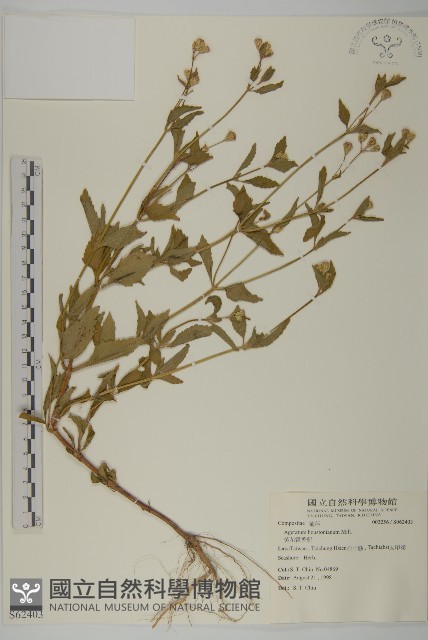 紫花霍香薊藏品圖，第1張