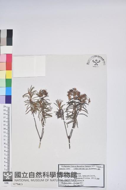 小葉杜香藏品圖，第1張