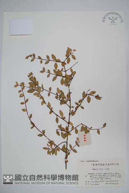 小葉六道木藏品圖，第1張