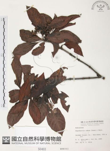 九節木、牛屎烏、青龍吐霧藏品圖，第1張