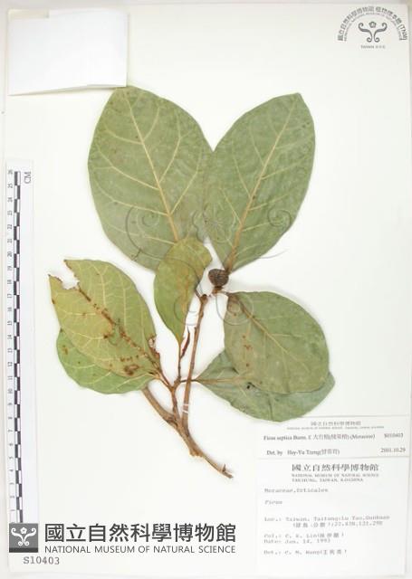 大冇榕、稜果榕藏品圖，第1張