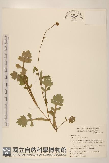 矮菊藏品圖，第1張