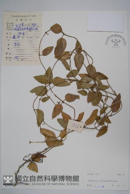 輪環娃兒藤藏品圖，第1張