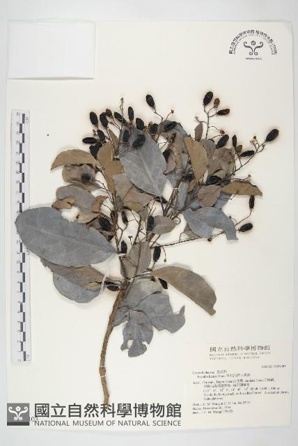 亨利氏伊立基藤藏品圖，第1張