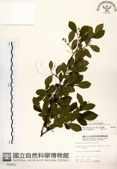灰木藏品圖，第1張