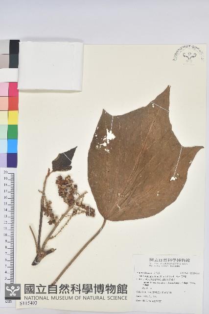 野桐藏品圖，第1張