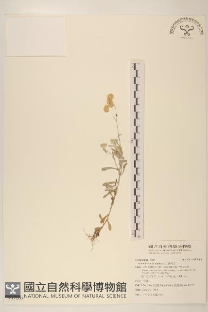 絲綿草藏品圖，第1張