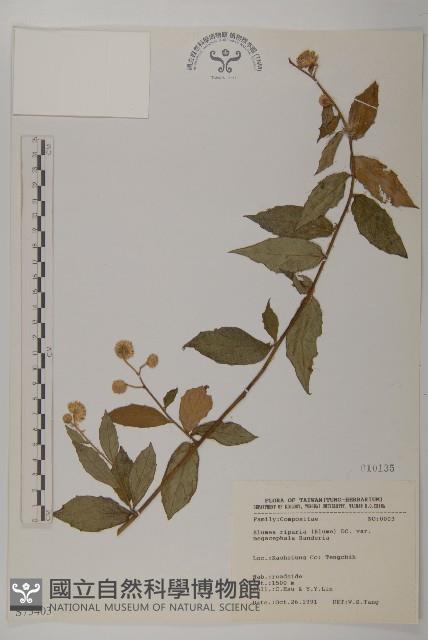 大頭艾納香藏品圖，第1張