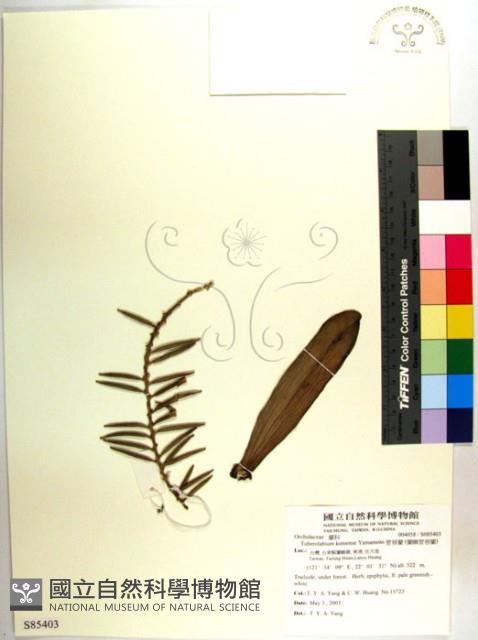 管唇蘭、蘭嶼管唇蘭、紅頭蘭藏品圖，第1張