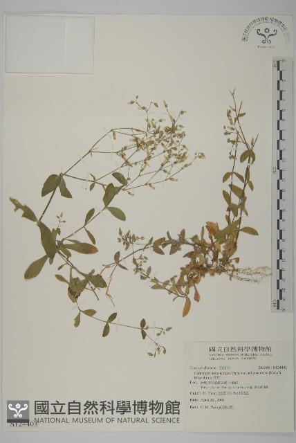 卷耳藏品圖，第1張