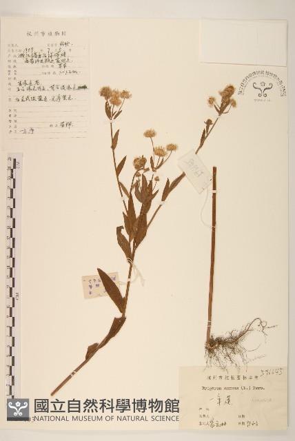 白頂飛蓬藏品圖，第1張