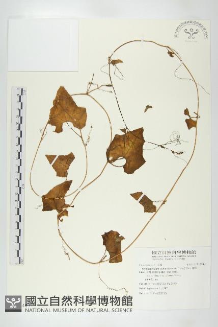 瓣瓜藏品圖，第1張