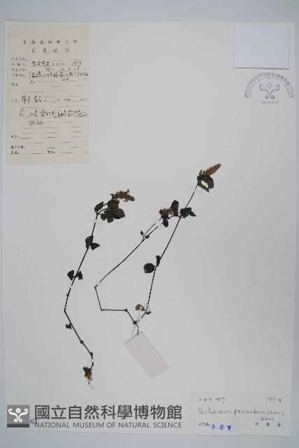 爵床、六角英藏品圖，第1張