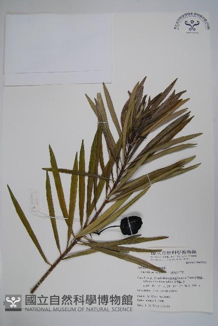 黃花夾竹桃藏品圖，第1張