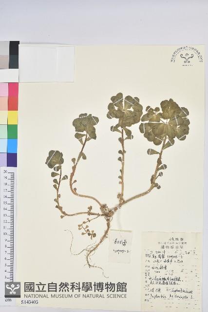 澤漆藏品圖，第1張