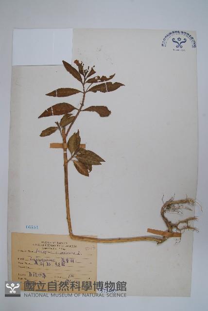 尖尾鳳、馬利筋藏品圖，第1張