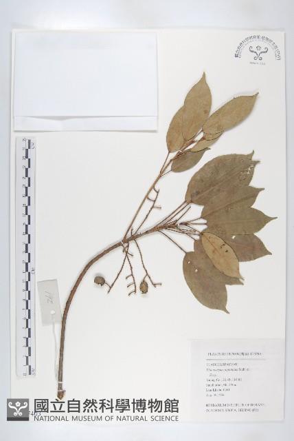 薯豆藏品圖，第1張