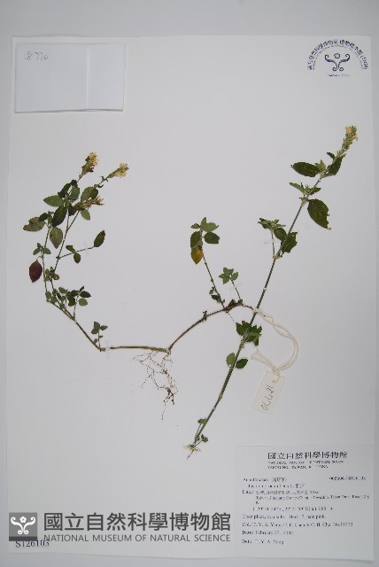 爵床藏品圖，第1張