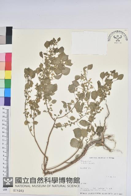 印度鐵莧藏品圖，第1張