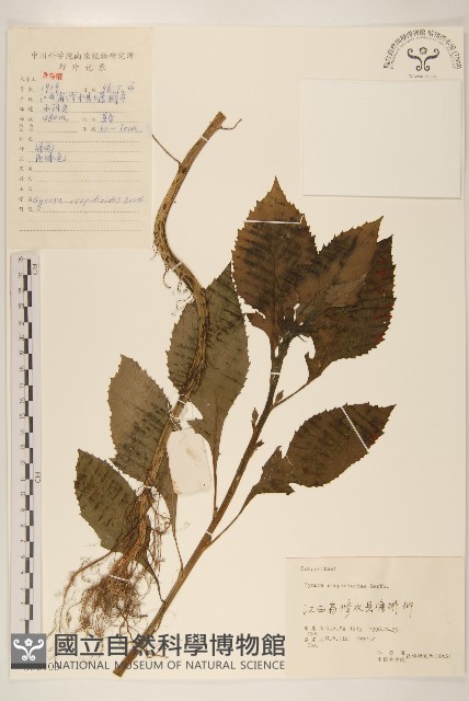 野茼蒿藏品圖，第1張