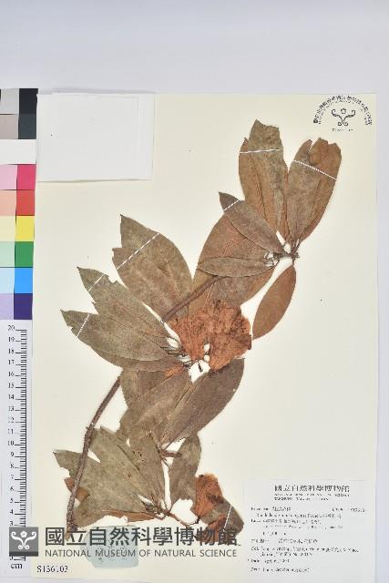 蜡葉杜鵑藏品圖，第1張