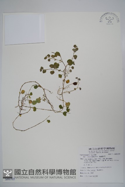 普刺特草藏品圖，第1張