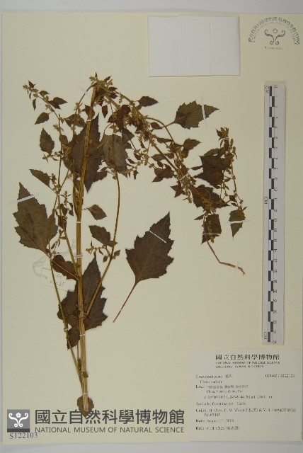 登錄號:S122103藏品圖，第1張