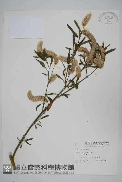 青葙藏品圖，第1張