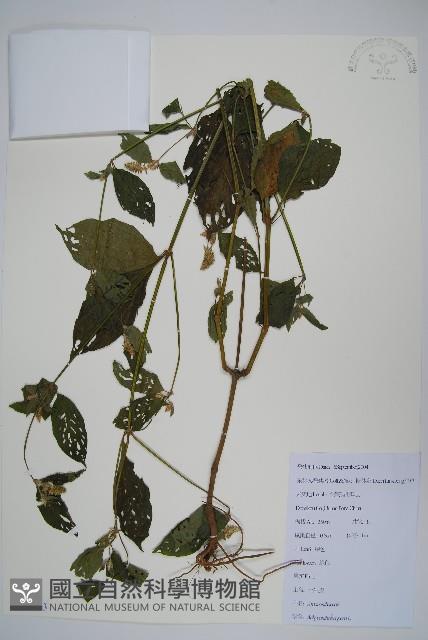 土牛膝藏品圖，第1張