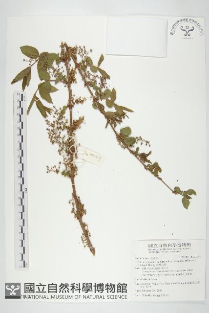 臺灣馬桑藏品圖，第1張