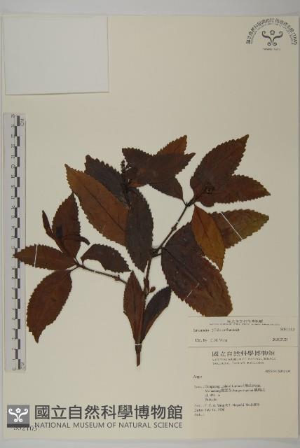 登錄號:S032103藏品圖，第1張